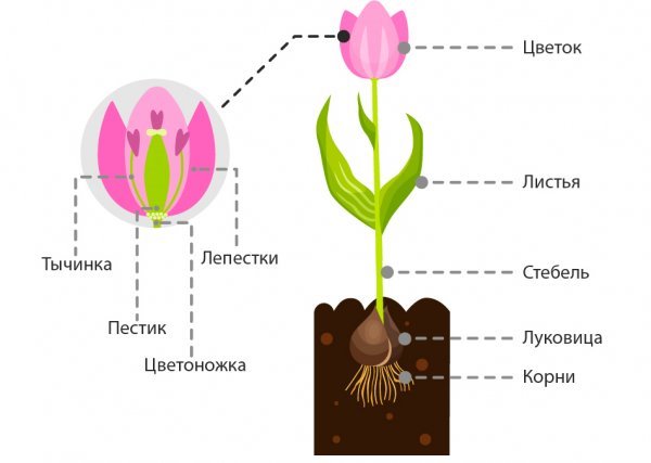 Что такое тюльпан: описание, строение, где он растёт и как переопыляется, к  какому семейству относится, однолетнее или многолетнее это растение